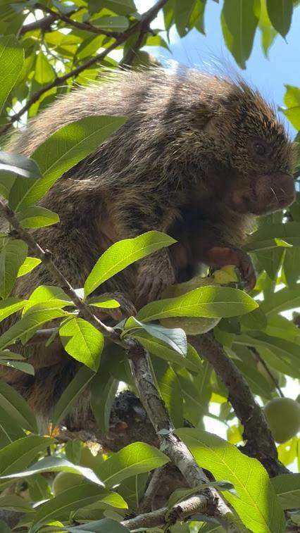 Hotel Fazenda Jecava Teresópolis Eksteriør billede